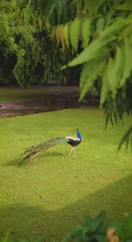 Royal Blush Pink Party Wear & Weeding Wear Lehenga Choli